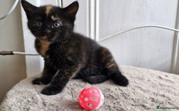 Mixed Breed cats for sale: Adorable kittens  - Image 8