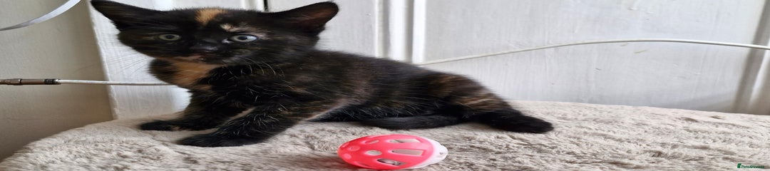 Mixed Breed Kitten 2