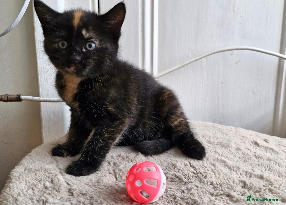 Mixed Breed cats for sale: Adorable kittens  - Image 8