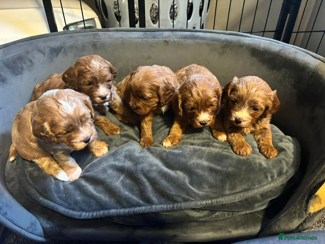 Cavapoo dogs for sale: Beautiful litter of F1 Cavapoos - Advert 2