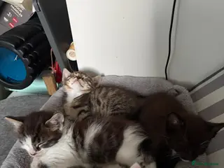 Norwegian Forest Cat cats Ready to leave! 4 kittens Norwegian X Russian Blue - Advert 1