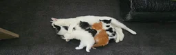 Mixed Breed cats for sale: MAINE COON X AMERICAN SHORT HAIR - Advert 7
