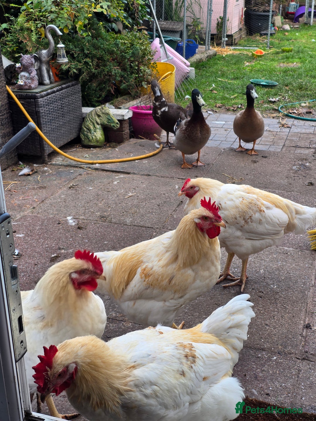 Chickens poultry for sale: Chickens for rehoming  - Advert 1