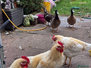 Chickens poultry Chickens for rehoming - Advert 6