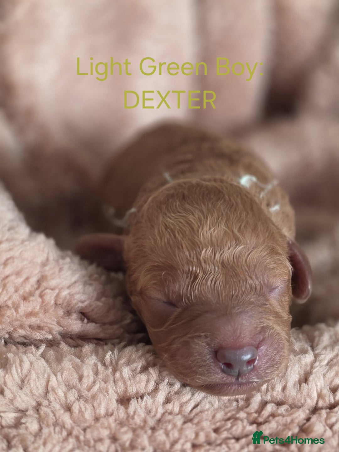 Cavapoo dogs for sale: Cavapoo's - Advert 4