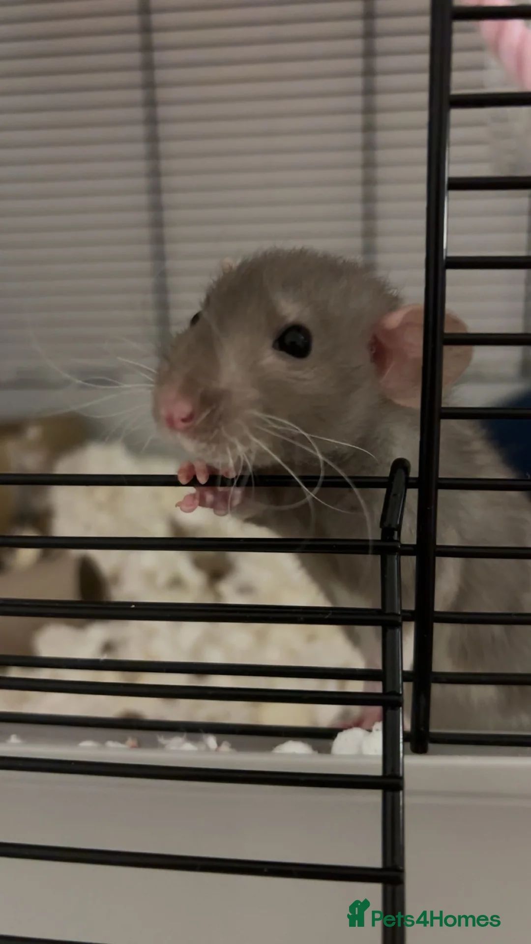 Rat rodents for sale: 2 female dumbo rats in Prestonpans - Advert 2