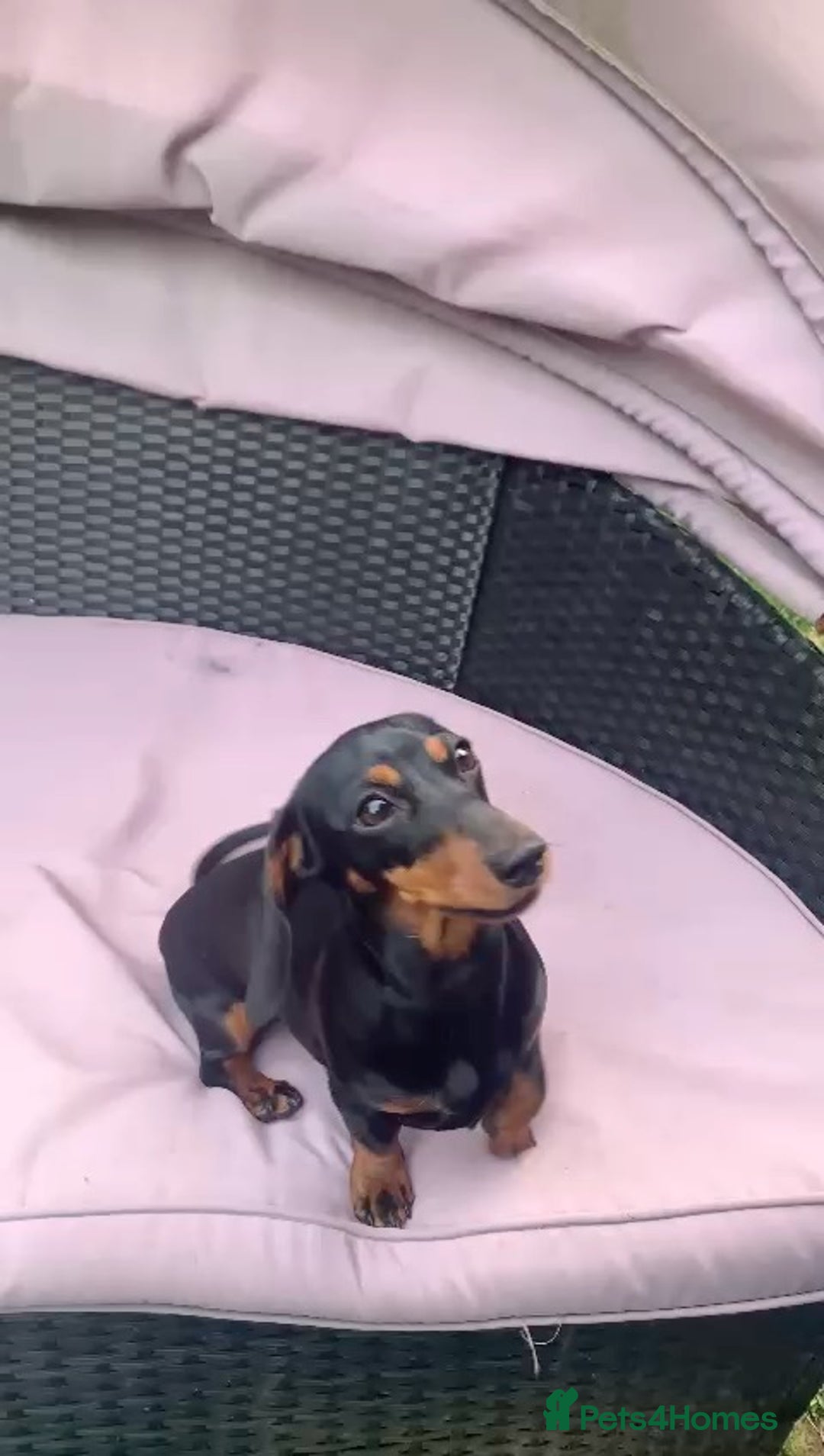 Miniature Dachshund dogs for sale: Black-and-Tan Mini Dachshunds—Homes Needed Urgent - Advert 9