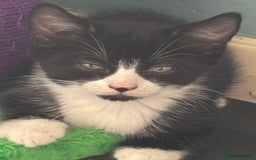 Domestic Shorthair cats for adoption: Adopt from Cats in Crisis East London  - Image 5