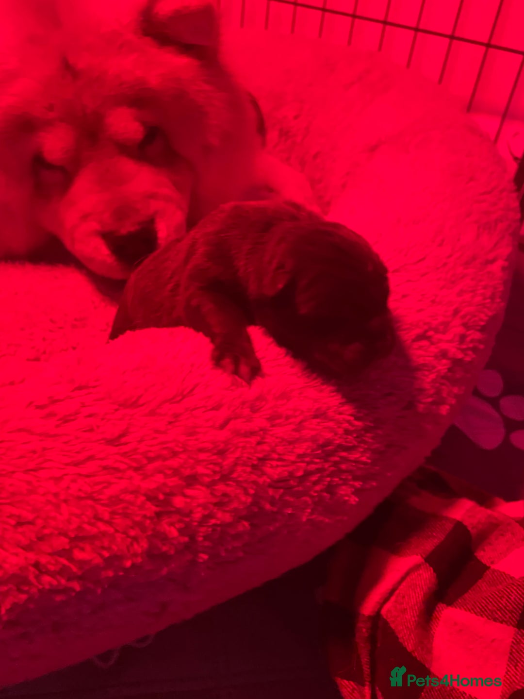 Mixed Breed dogs for sale: Chowbull pups for sale - Image 5