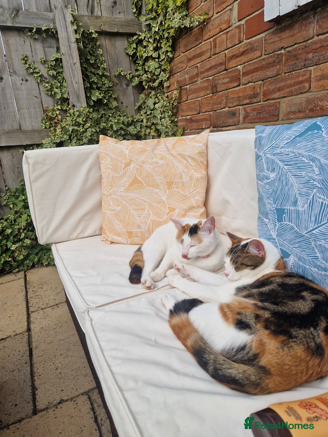 Domestic Shorthair cats for sale: Poppy and Rosie Rehoming.  - Image 5