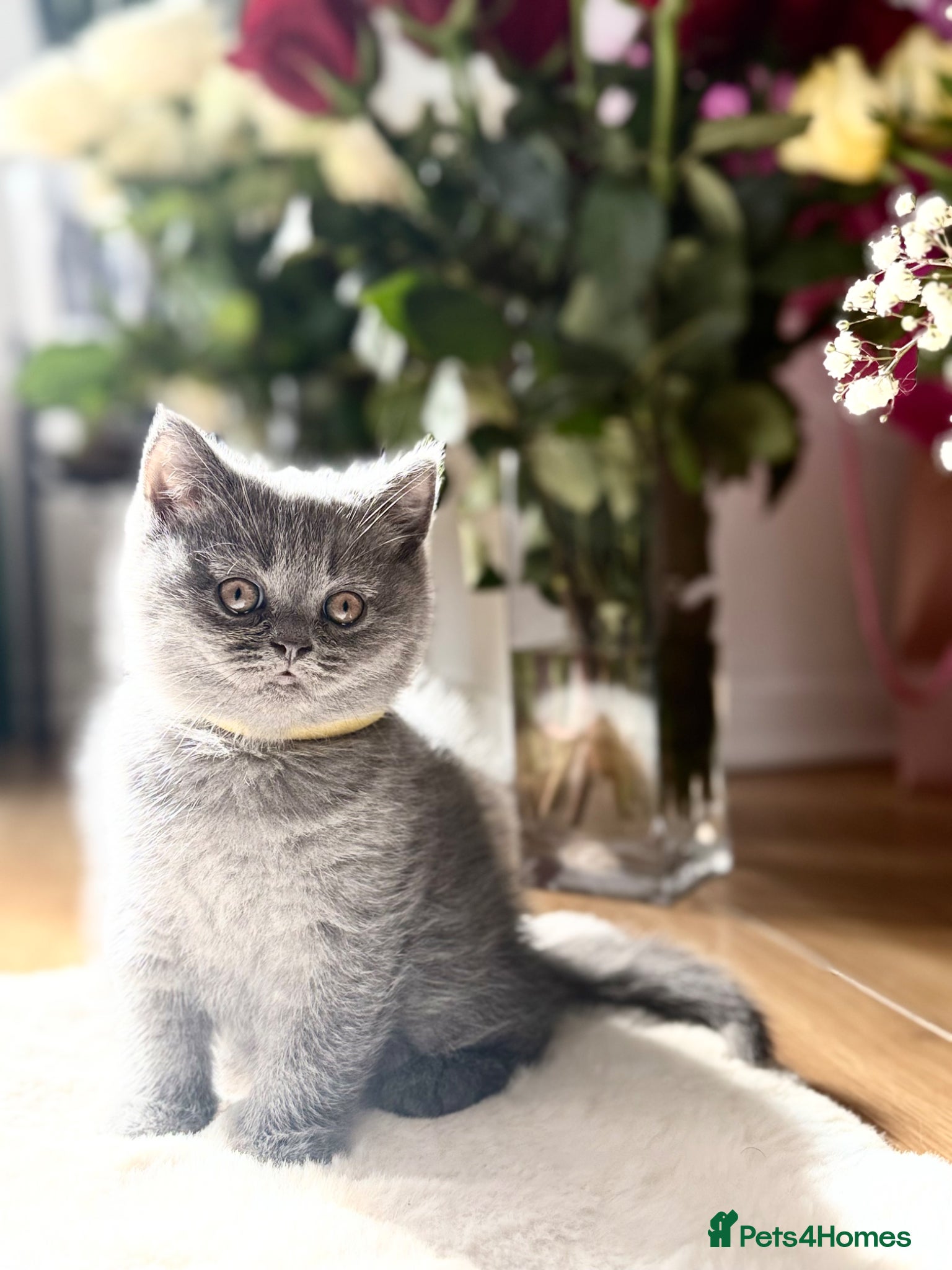 Scottish Fold cats Scottish straight  - Advert 9