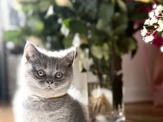 Scottish Fold cats Scottish straight - Advert 9