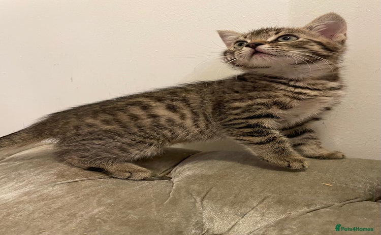Mixed Breed cats - Advert 8