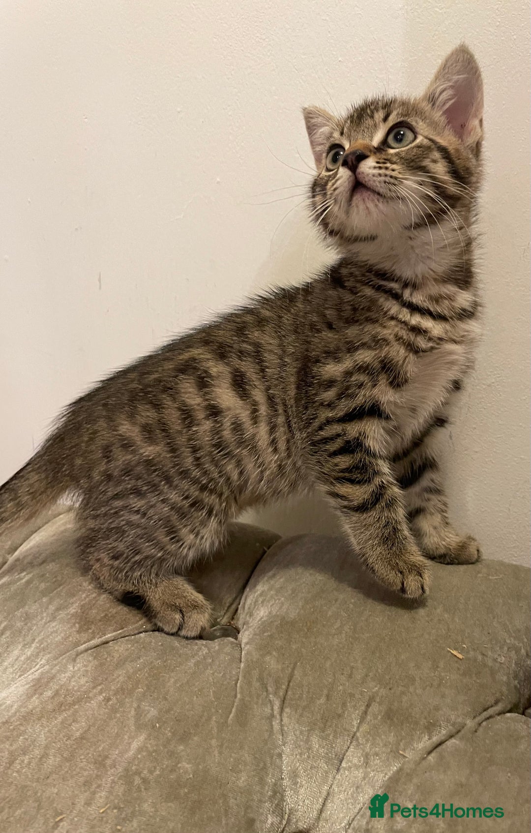 Mixed Breed cats for sale: kittens ready now  - Image 1
