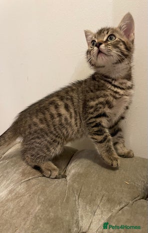 Mixed Breed cats - Advert 1