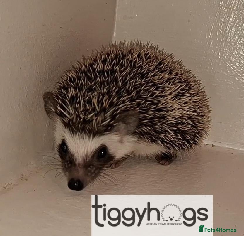 Pygmy Hedgehog rodents Pretty Female African Pygmy Hedgehog available  - Advert 1