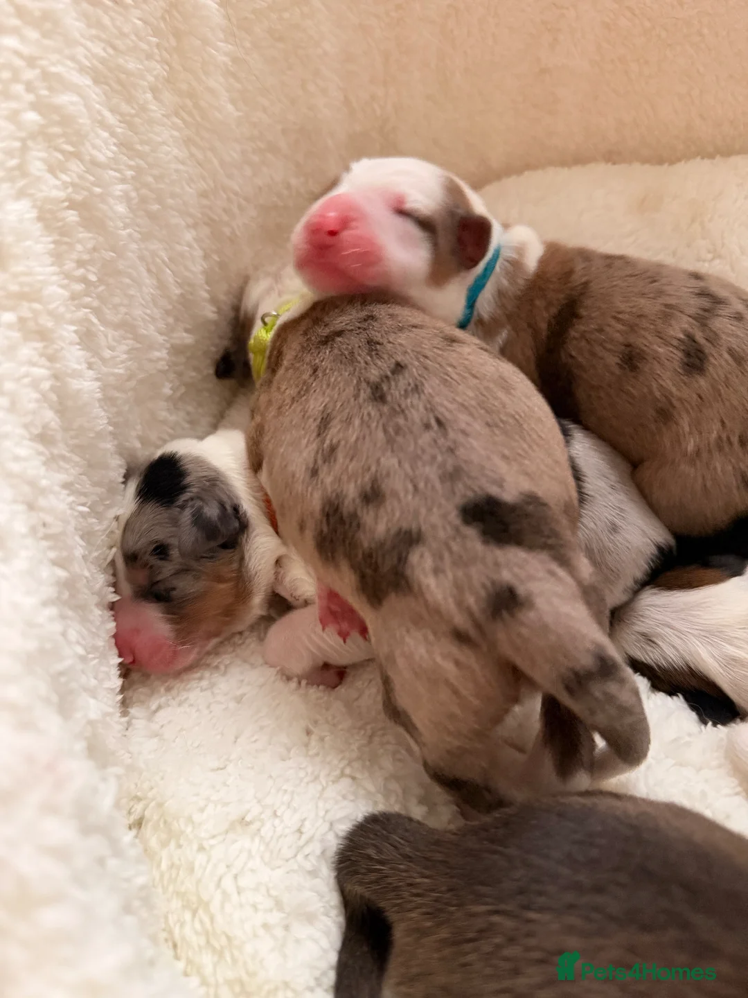 Border Collie dogs for sale: Stunning Show line puppies,various colours  - Advert 23