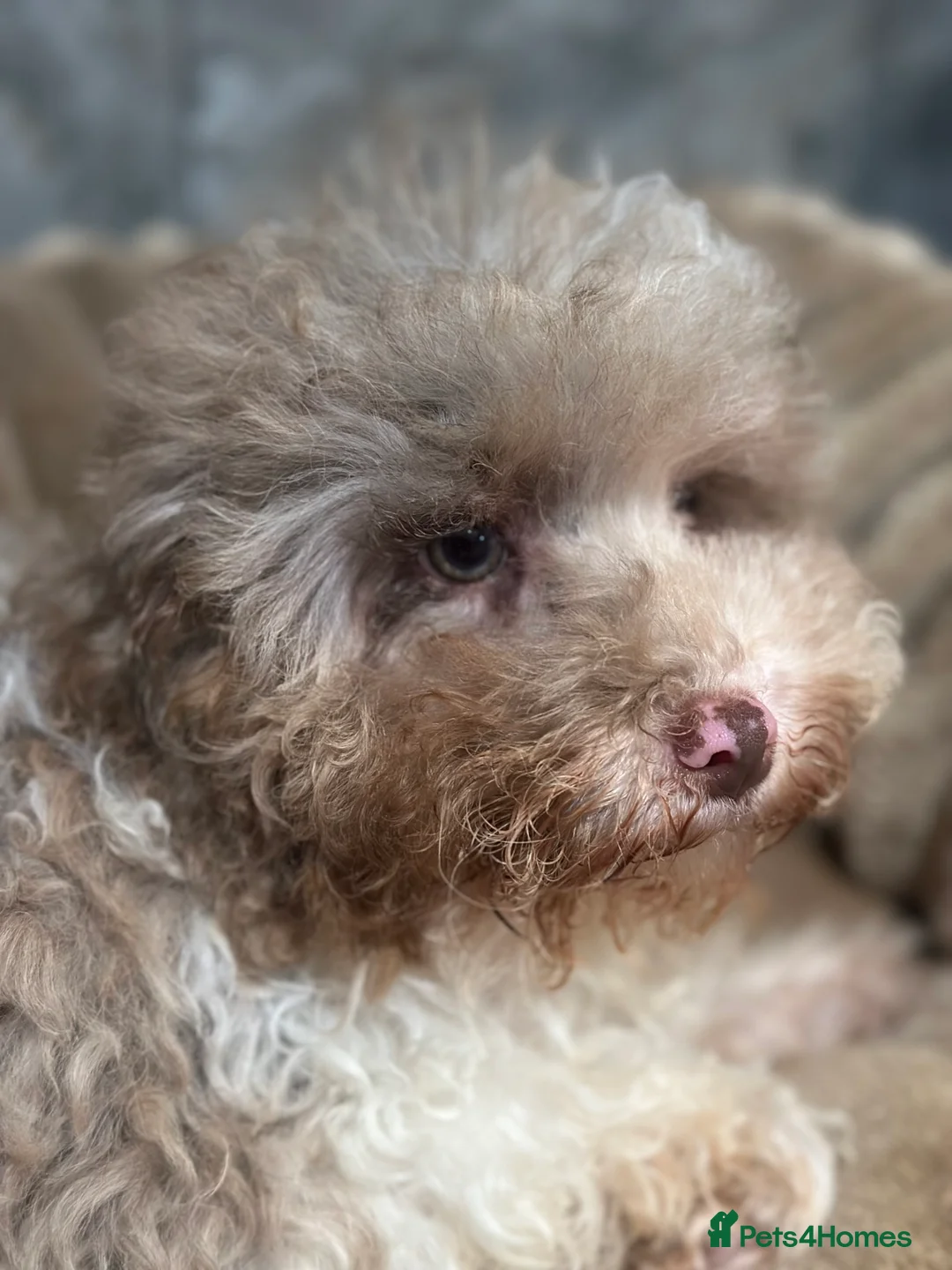 Cavapoo dogs for sale: Exceptional F2 Cavapoo Puppies - HomeRaised  - Advert 19