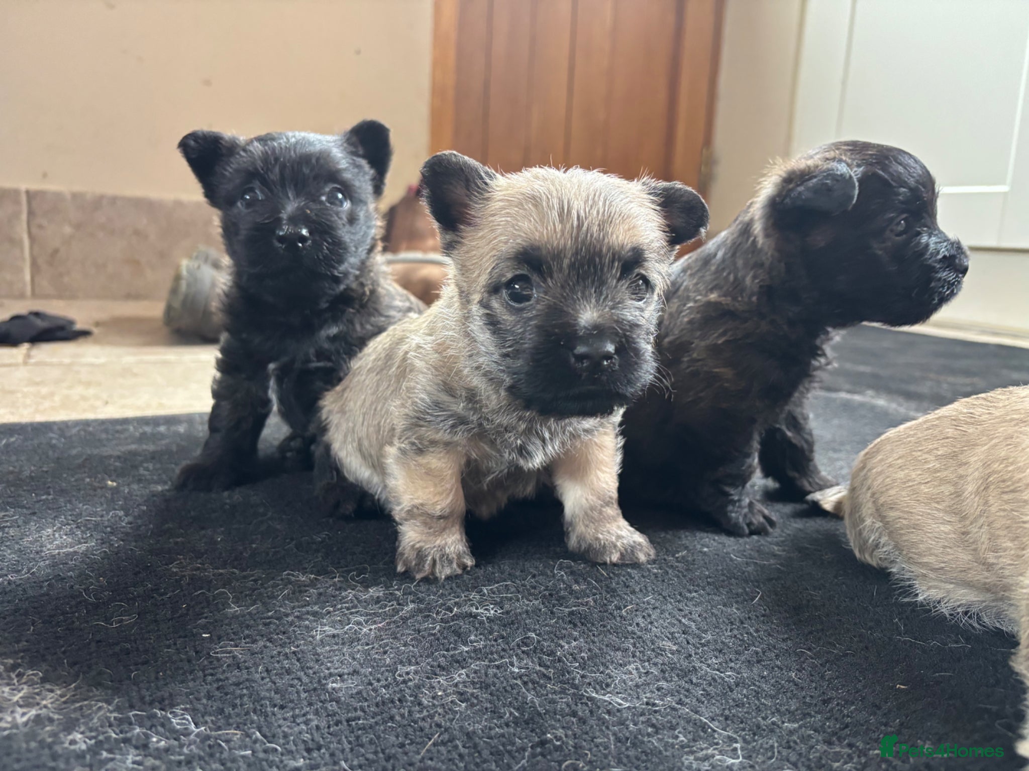 Cairn Terrier dogs KC Registered Cairn Terrier Pups - Advert 2
