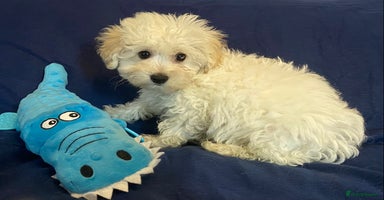 Mixed Breed dogs - Advert 1