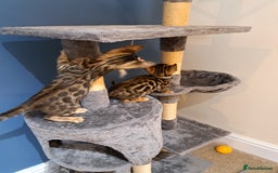 Bengal cats for sale: Stunning TICA Bengals - Image 8
