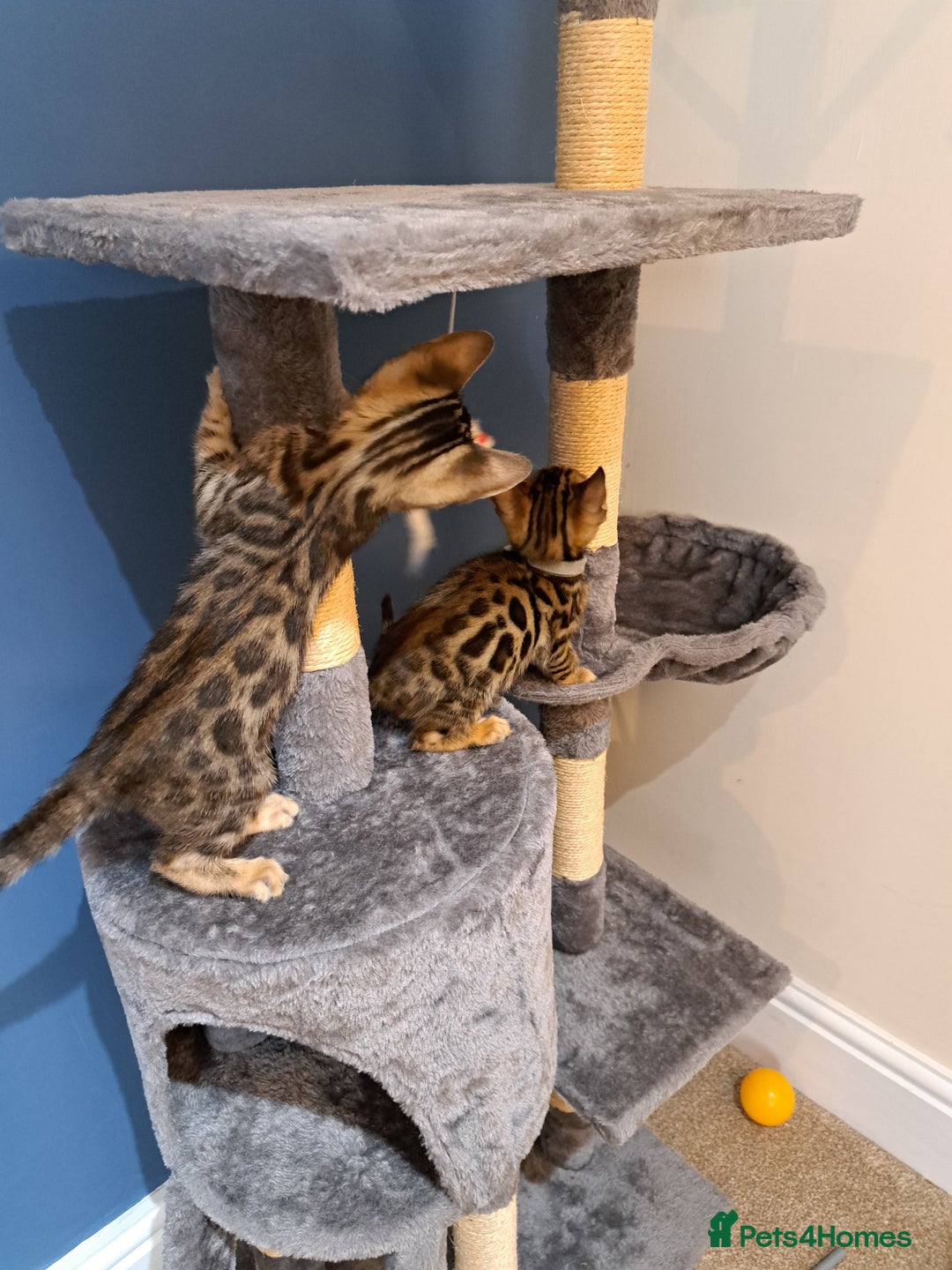 Bengal cats for sale: Stunning TICA Bengals - Image 8
