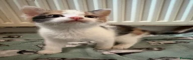 Aegean Kitten 5