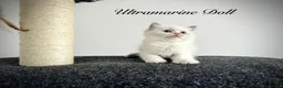 Ragdoll cats for sale: Last three ragdoll kittens! Don’t miss out! - Advert 15