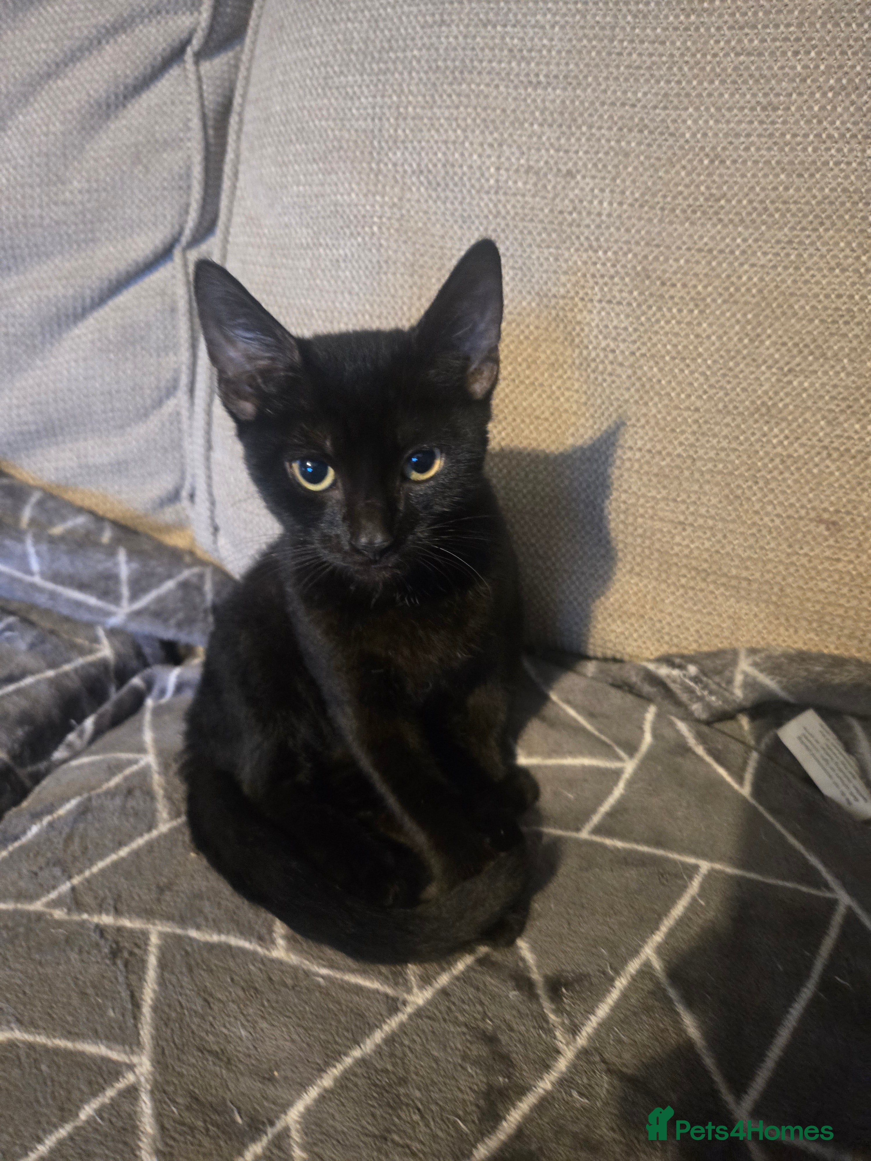 Sphynx cats Covered Sphynx  - Advert 1