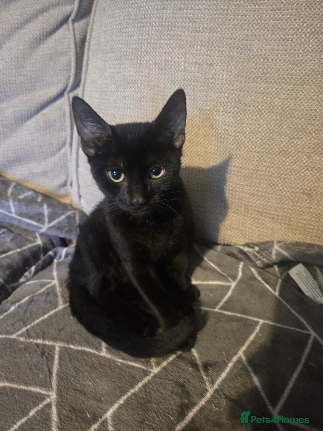 Sphynx cats for sale: Covered Sphynx  - Advert 1