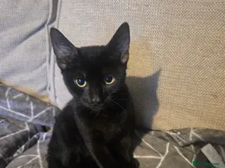 Sphynx cats Covered Sphynx - Advert 1