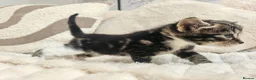 Mixed Breed cats for sale: Beautiful Kittens Looking For Their Forever Homes. - Advert 16