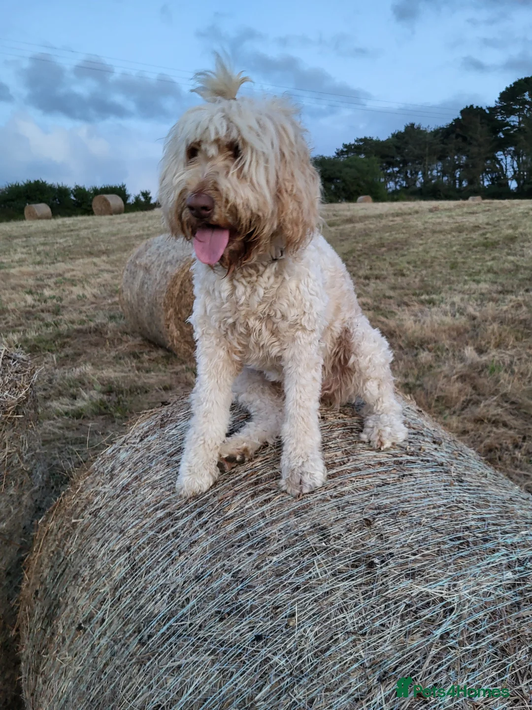 Goldendoodle dogs for sale: Goldendoodle-ONLY THIS BEAUTY LEFT  - Advert 22