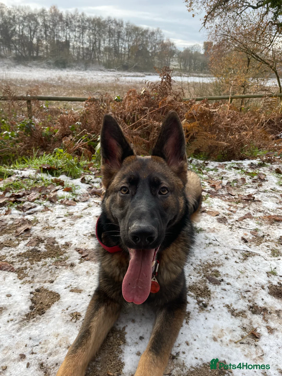 German Shepherd dogs for stud: Gorgeous German Shepherd For Stud in Kidderminster - Advert 13