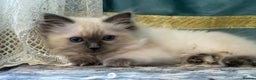 Ragdoll cats for sale: 🏅Last 2 GCCF Ragdoll kittens Ready now - Advert 11