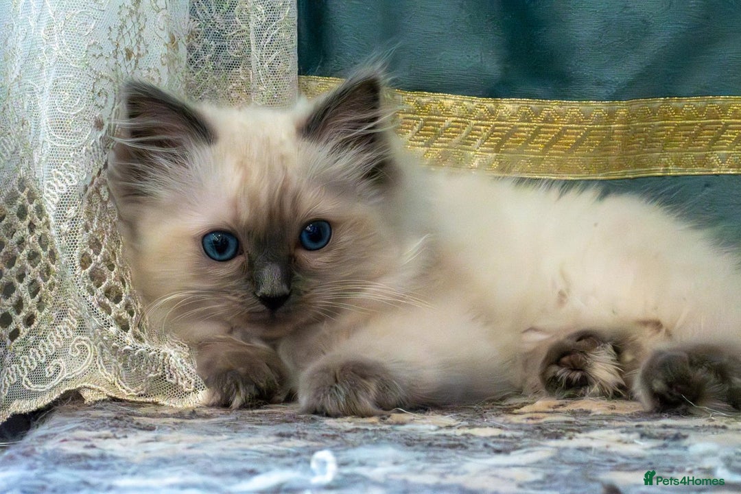Ragdoll cats for sale: 🏅Last 2 GCCF Ragdoll kittens Ready now - Advert 11