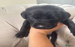 Labrador Retriever dogs for sale: Stunning homebred labs - Image 2