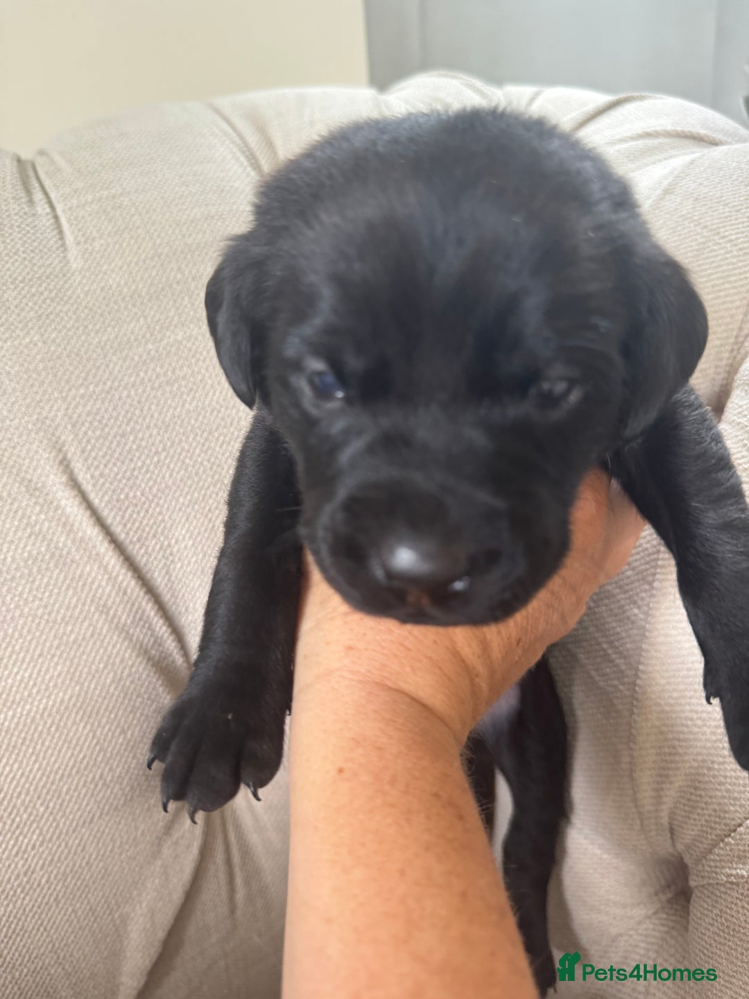 Labrador Retriever dogs for sale: Stunning homebred labs - Image 2