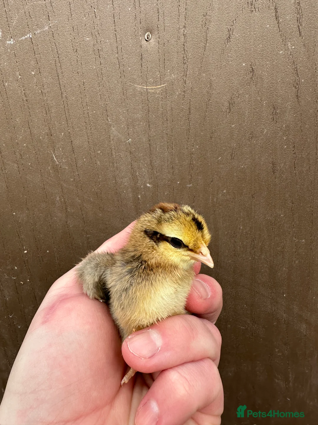 Chickens poultry for sale: Cream Legbar Chicks for Sale – Auto Sexed - Advert 4