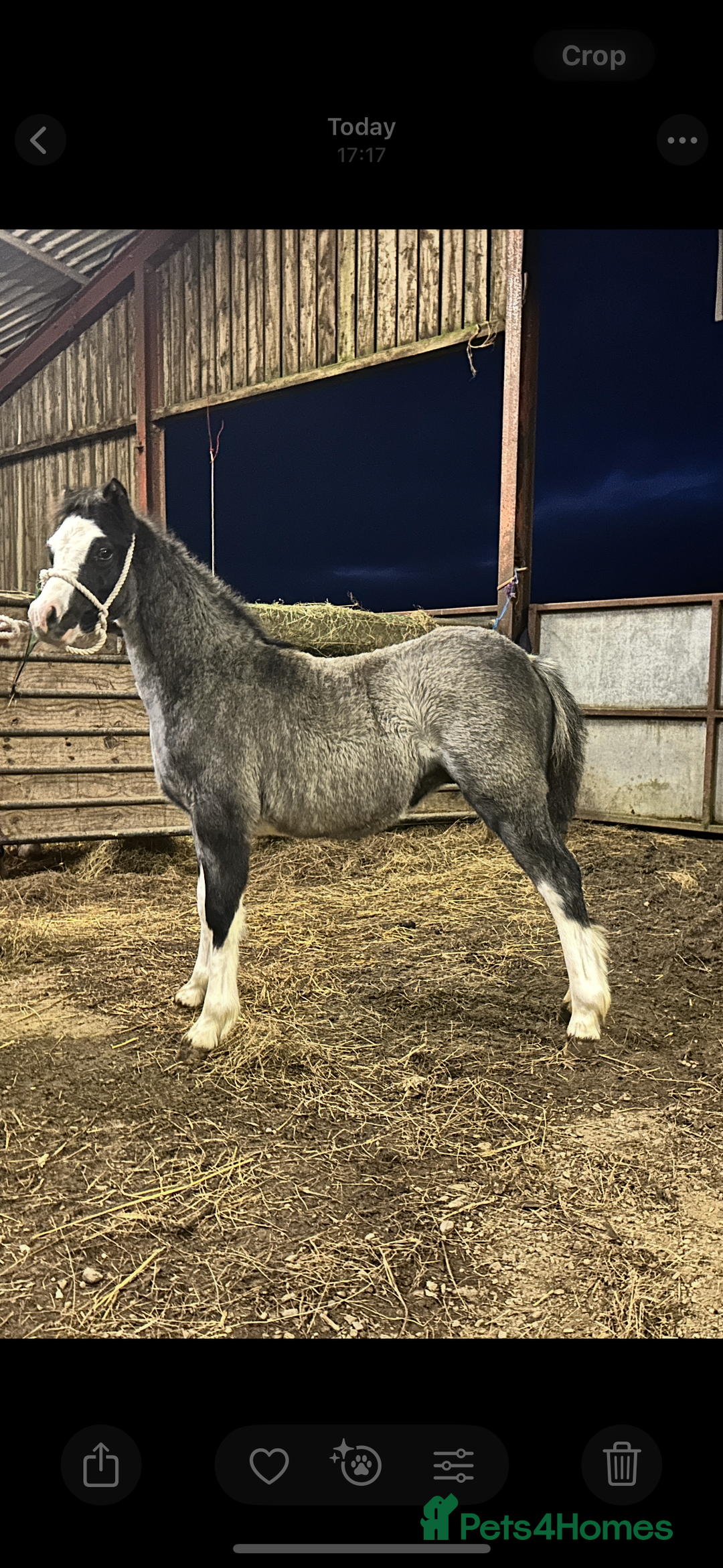 Other Breed horses for sale: Two Colt Foals - Advert 3