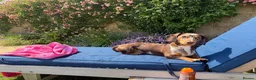 Miniature Dachshund dogs for stud: Dapple Miniature Dachshund for Stud - Advert 4