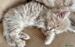 Mixed Breed cats for sale: Stunning Ragdoll x British short hair boy  - Image 5