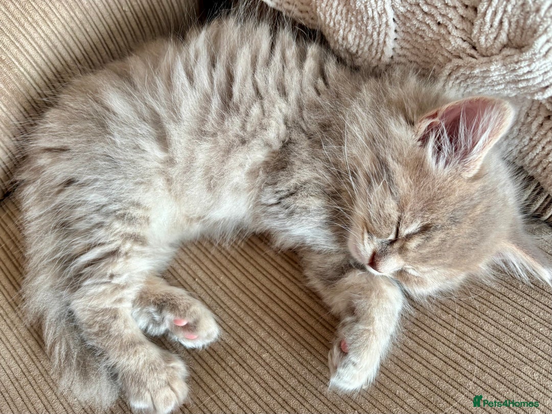Mixed Breed cats for sale: Stunning Ragdoll x British short hair boy  - Image 5