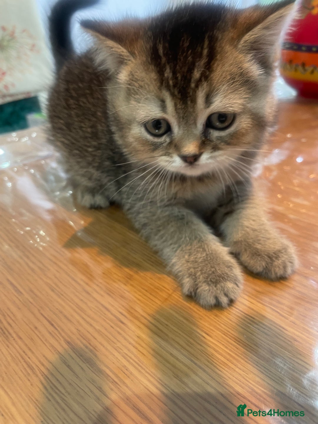 British Shorthair cats for sale: Fabulous, playful and healthy BSH kittens, rare - Image 20
