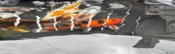Koi Carp fish for sale: Koi carp - Advert 12