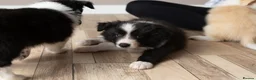 Border Collie dogs for sale: Exceptional, health tested, KC registered puppies - Advert 2