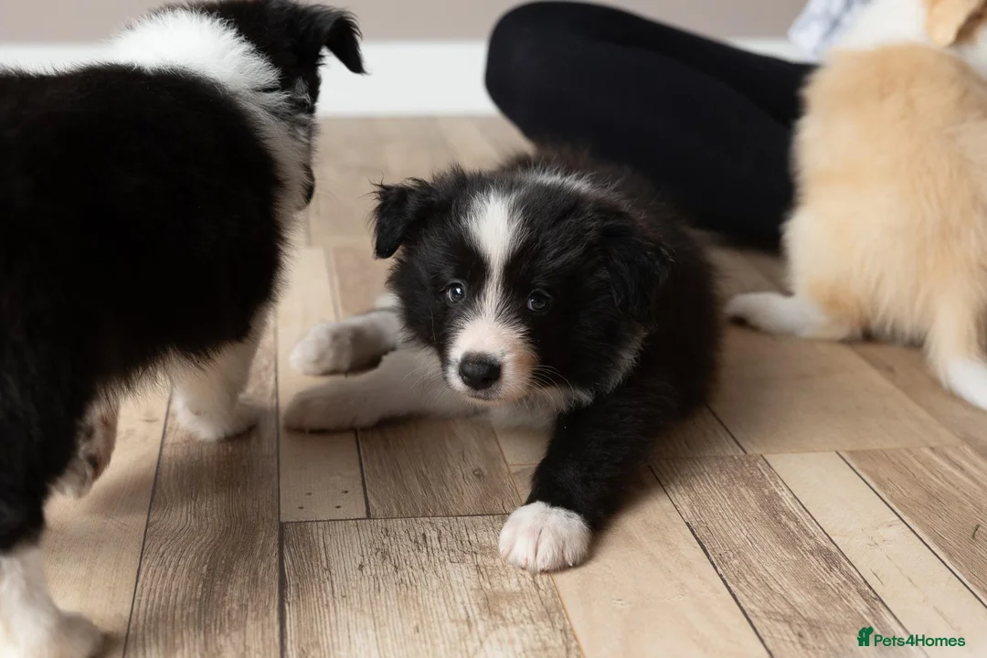 Border Collie dogs for sale: Exceptional, health tested, KC registered puppies - Advert 2