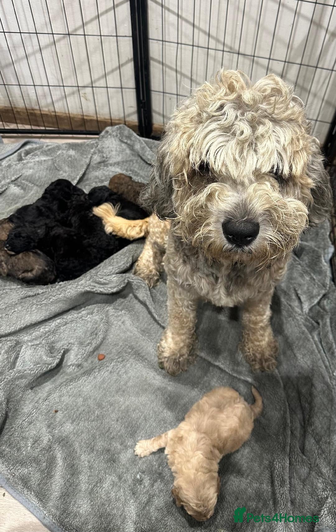 Mixed Breed dogs for sale: F1B STANDARD PRA CLEAR STBERNADOODLE - Advert 4