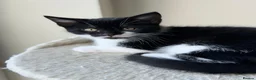 Mixed Breed cats for sale: Adorable 11 week old Kittens - Ready for Homes! in Harrow - Advert 8