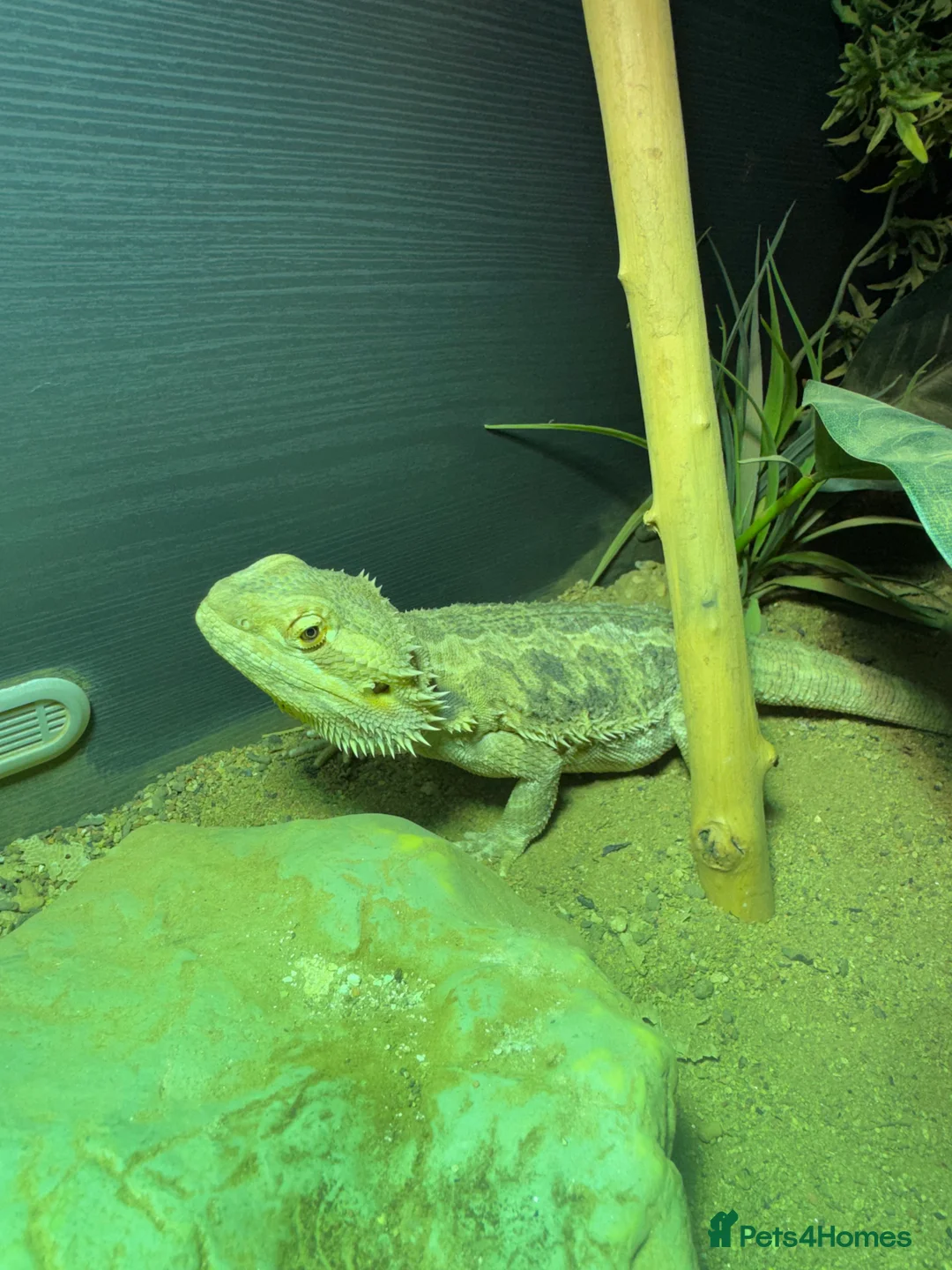 Bearded Dragon reptiles for sale: Bearded Deagon for sale  in Doncaster - Advert 1
